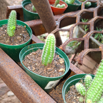 Chamaecereus silvestrii (s) - peanut cactus
