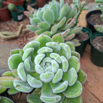 Echeveria setosa Rose & purpus (L) - Mexican fire cracker