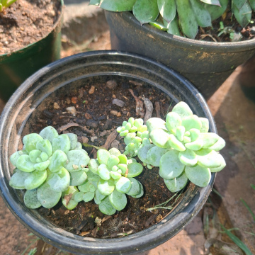 Sedum clavatum (m) - Tiscalatengo Gorge Sedum