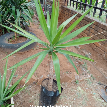 Yucca aloifoloa (s) - Aloe Yucca/Spanish Bayonet