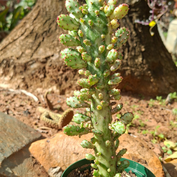 Opuntia monacantha variegata (m) - Variegated Joseph's coat