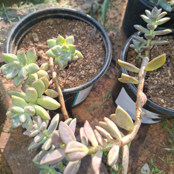 Sedum mendozae (m) - Shimmering rose