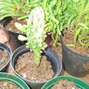 Opuntia monacantha variegata (s) - Variegated Joseph's coat