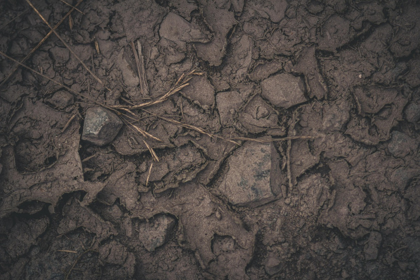 dry tree branches lying on forest floor