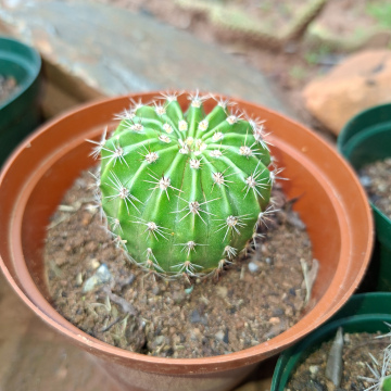 Echinopsis oxygona (m) - pink Easter lily cactus